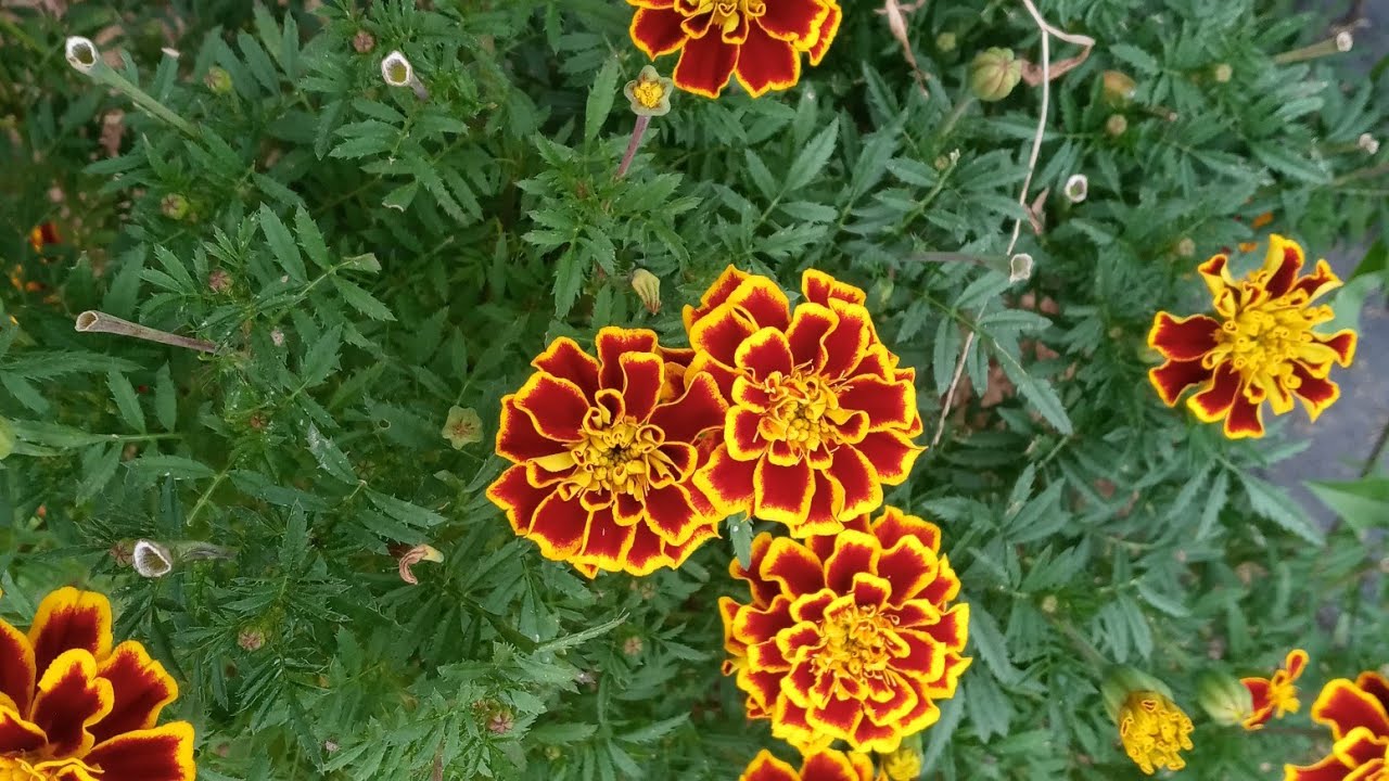 눈 건강에 좋은 꽃 Marigold flowers have bloomed