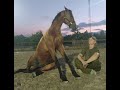 Обучение лошади .Учим не бояться уколов.Horse training .We teach you not to be afraid of injections.