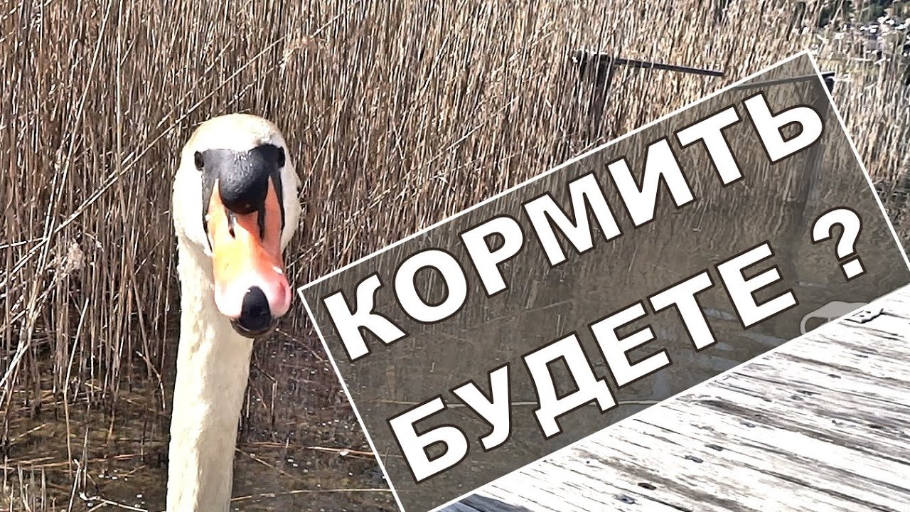 Тусовка на волге