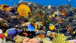 Beautiful Relaxing Music, Underwater Tropical fish, Coral reefs, Sea Turtles in 4k by Tim Janis