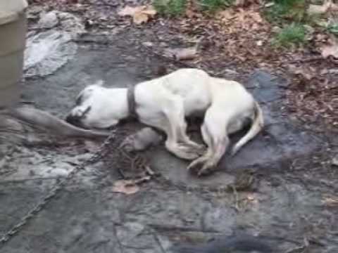 On February 8, 2010 Dogs Deserve Better Rep Shari Strader got an anonymous tip about a dog dead on the end of a chain on Willow Road in Greensboro, North Carolina. The tip said the dog had been there dead for at least three days. No one even bothered to remove her. Upon investigation, she first was unable to see the dog and thought her body had been removed. However, she went back and saw that the dog was indeed still there, dead, and chained to a doghouse. Patches of snow are still visible all around the area where the dog lays dead. She called Animal Control of Guilford County, who came out and found the dead dog. When they questioned the homeowner of the property, the woman, allegedly the mother of the dog's 'caretaker,' was purported to have said "The dog's been dead for four days? Why didn't anyone tell me?" She also claimed that her daughter had found the dog and was "nursing it back to health." So let's put two and two together. You have a dog chained on your property that you or your family members were 'nursing back to health.' But it's been dead for four days and no one knows about it. WHAT PART OF NURSING IT BACK TO HEALTH DO YOU NOT UNDERSTAND? So in the past four days NO ONE in your family even checked on this dog, certainly didn't attempt to provide her with food/water? How long had it been? Animal Control took her to the shelter where they performed a procedure to examine her stomach contents. The result - empty. This dog was starved to death. Three days <b>...</b>