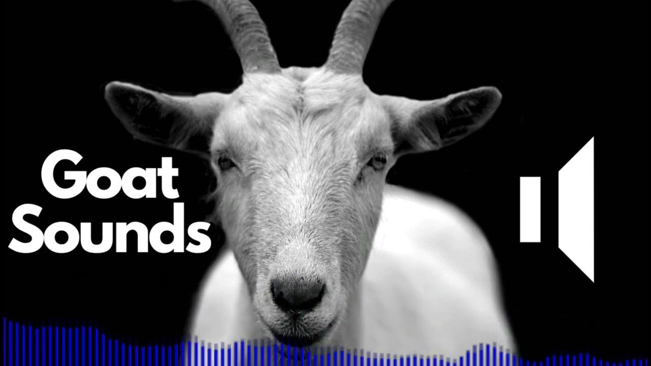 Goat Sound Effects (including Scream) No Copyright YouTube