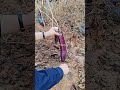 #purple Brinjal cutting #shortsfeed #farming #trending #viralvideo