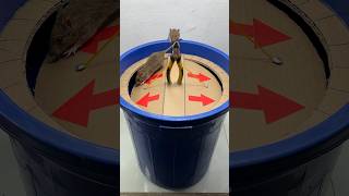 Awesome Mouse Trap Idea From Plastic Buckets And Cardboard Part 2/Mouse Trap 2#Rattrap #Mousetrap