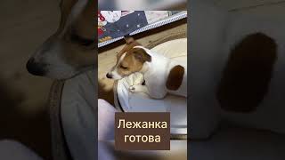 Чумовая лежанка для собаки из джута