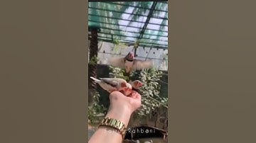 تلاوة رائعة لسورة القارعة بصوت القارئ الشيخ مشاري بن راشد العفاسي / حالات واتساب دينية إسلامية