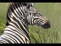 Live Stream - Drawing A Zebra in Procreate 5!