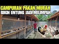 Wajib tau campuran pakan murah ayam kampung