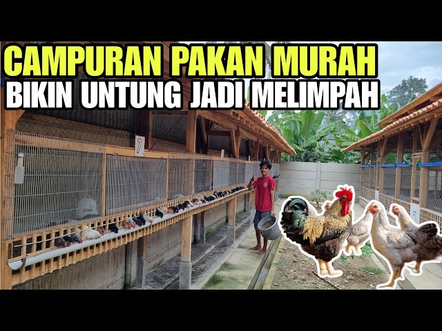 WAJIB TAU CAMPURAN PAKAN MURAH AYAM KAMPUNG💯 class=