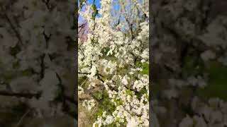 Download Lagu #ibrahim #sawatvalley #muhammad #chail #sadiqi #madyan #ibr #asmane MP3