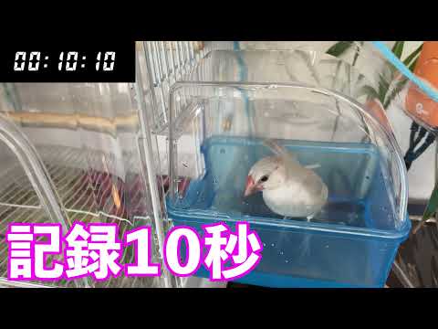 朝イチ速攻で朝風呂が習慣になった文鳥　Java sparrow
