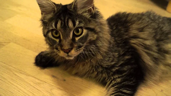 Watch the video about Maine Coon Katze Kelly - Black Silver Tabby