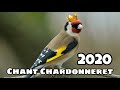 Goldfinch singing best training 2020 - Chant Chardonneret