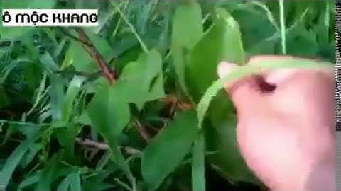 Phân biệt Hà thủ ô đỏ và Hà thủ ô trắng