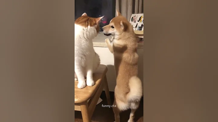 Video 8735471: cats funnycats catlover, funnycats catlover dog, cats catlover funny, cat vs dog funny