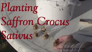 Saffron Crocus Sativus Planting 2014