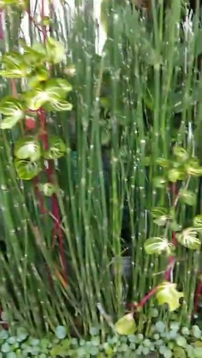 Ide tanaman yang bisa untuk pagar#shorts