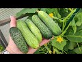 ЖАЛЕЮ, что РАНЬШЕ ТАК НЕ СЕЯЛА СЕМЕНА ОГУРЦОВ! Теперь сею ТОЛЬКО ТАК! Супер результат круглый год