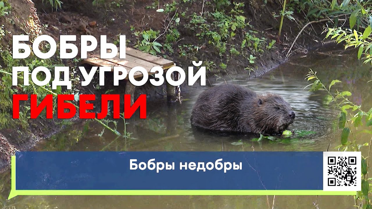 Дачники разгромили бобровую плотину, бобры оказались под угрозой гибели ...