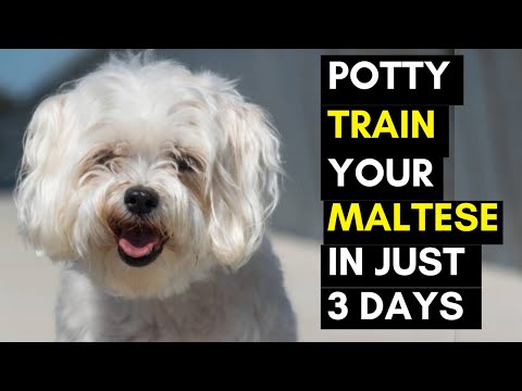 How To Potty Train Your Maltese Puppy – Simple And Easiest Methods
