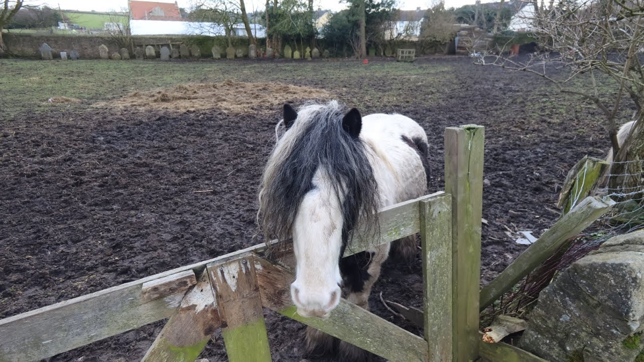 THE CEMETERY in A PADDOCK at COCKFIELD, COUNTY DURHAM
