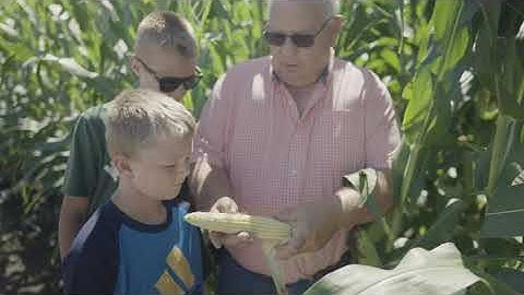 Keep Corn Roots Strong and Yield Potential High With SmartStax® PRO With RNAi Technology