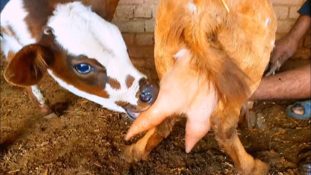 Beautiful cow baby drinking goat milk😋🤪