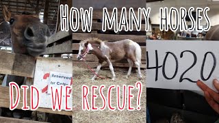 Come to the Horse Auction! Bid to save horses in need