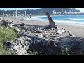 La Push Beach 🍂🌧️ Twilight Ambience ASMR