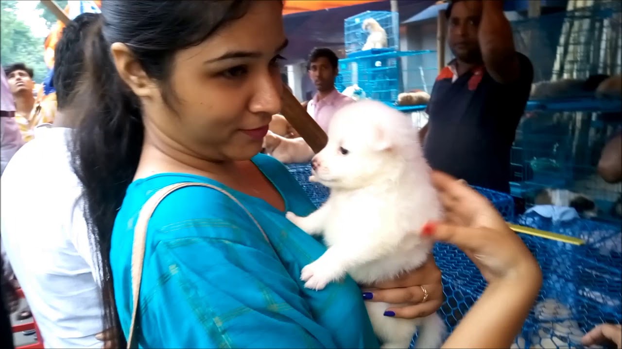puppy paradise Beautiful Girl Trisha Gets Her Favourite Puppy At Galiff Street Kolkata