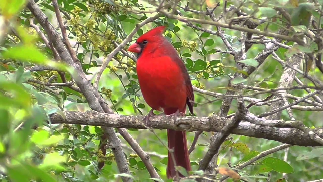 camera iphone 8 plus apk Northern cardinal. Laguna Atascosa NWR