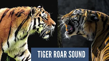 Tiger Roar Sound Effects | Tiger Sounds Angry | Loud Tiger Roar