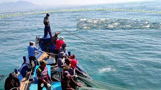 Download Lagu Jaring lingkar, Luar biasa gak di sangka dapat banyak ikan tongkol, begini prosesnya MP3