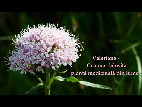 Video: Cultivarea și Utilizarea Valerienei