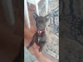 ФУНТИК ЧИХУАХУА РЕАКЦИЯ НА СЛОВО ГУЛЯТЬ FUNTIK CHIHUAHUA REACTION TO THE WORD WALK ФУНТИК ЧИХУАХУА РЕАКЦИЯ НА СЛОВО ГУЛЯТЬ FUNTIK CHIHUAHUA REACTION TO THE WORD WALK