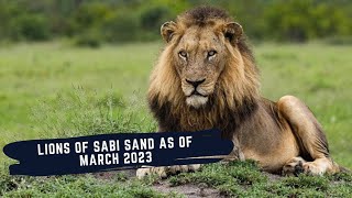 THE LIONS OF SABI SAND - LION DYNAMICS OF SABI SAND AS OF MARCH 2023 - EPISODE 11