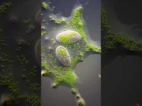 Videó: Hol található a paramecium?