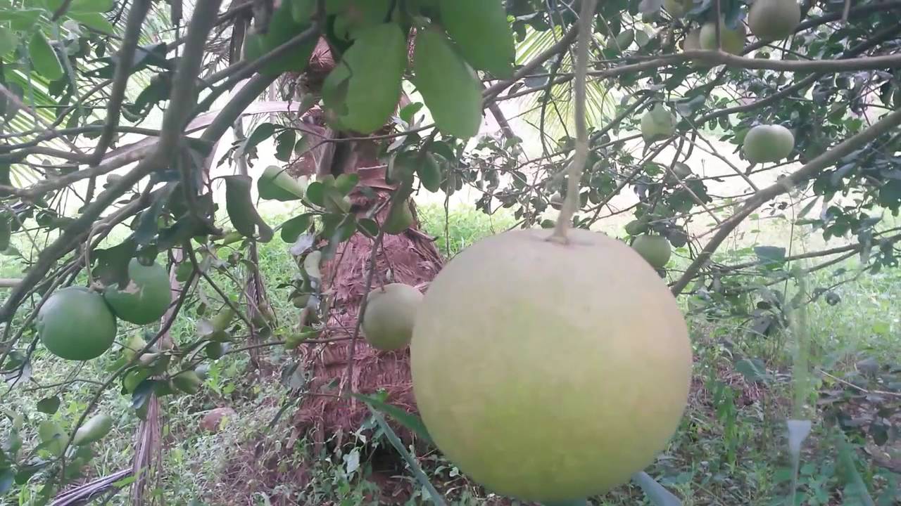 pomelo tree with fruits YouTube