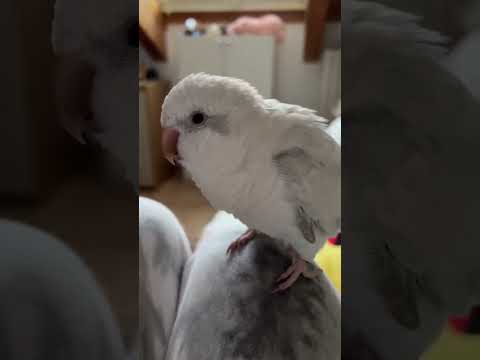 Video: Fatto interessante sui pappagalli per bambini