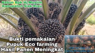 Bukti pemakaian pupuk eco farming untuk sawit.Testimoni Pak haji muslim di siak-Riau