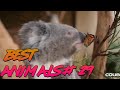 Best Animals Coub #29 | Лучшие кубы с животными №29 (Апрель 2021)
