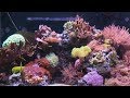 7 Months of Coral Growth in 30 Seconds