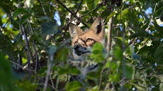 Felix the tree fox memorial video  ❤