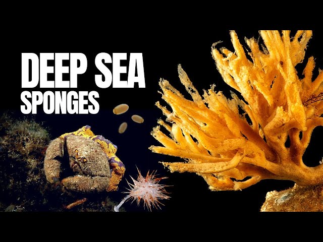 The Mysterious Realm of Deep Sea Sponges 