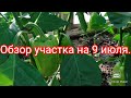 Обзор дачного участка на 9 июля.#дача#теплица#участок#огород#