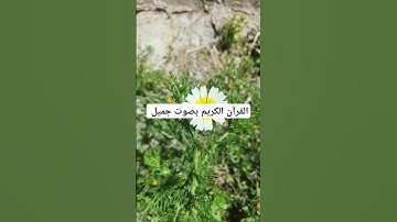 القرآن الكريم بصوت جميل #quran #القارئ_عبدالله_علي #قرآن #القران_الكريم #اكسبلور