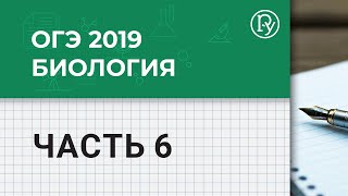 Подготовка к ОГЭ и ВПР по биологии. Часть 6 Подготовка к ОГЭ и ВПР по биологии. Часть 6