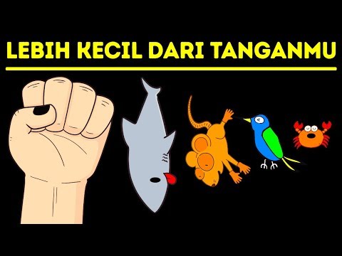 Video: Mamalia Terkecil Di Bumi Adalah Kejutan