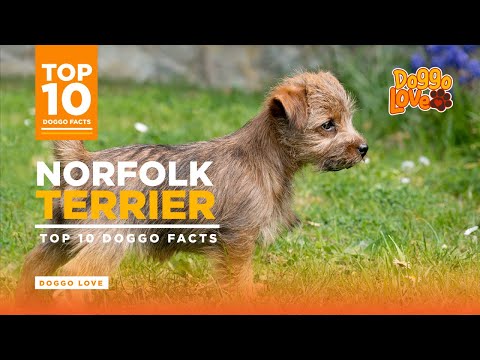 Video: Norfolk Terrier Köpək Hipoallergenik, Sağlamlıq Və Ömür