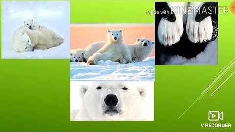 Class 4 I Science I Chapter 3 I Adaptations in Animals